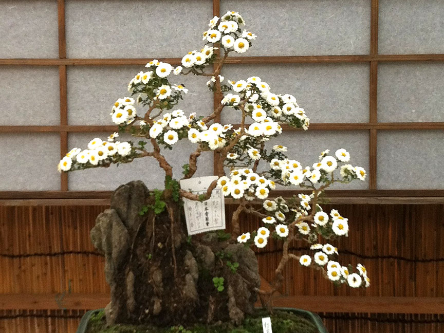 Next I Want To See The Bonsai Tulip  Only In Japan