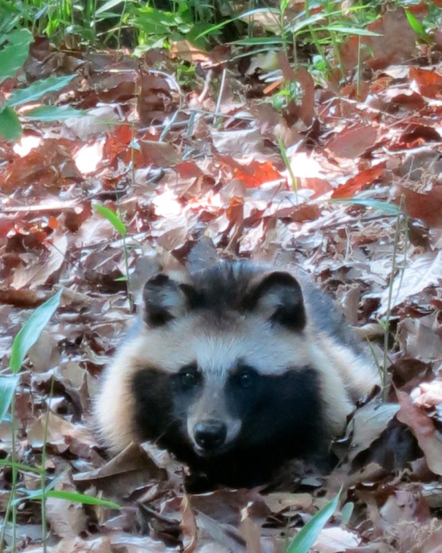 Tanuki1