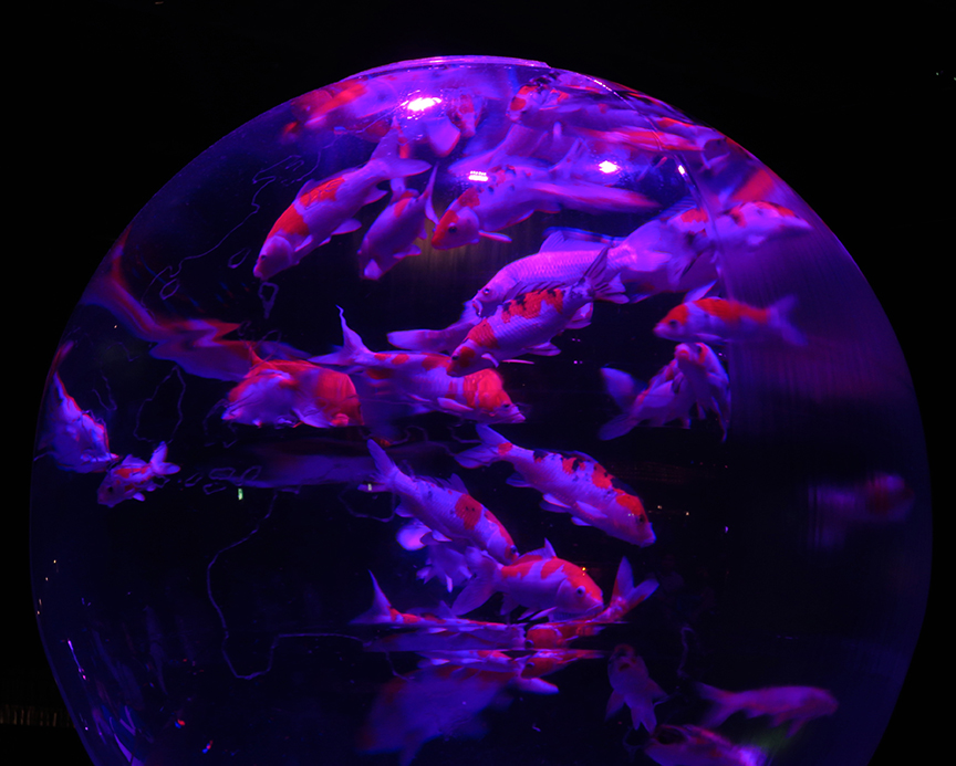 ArtAquarium7