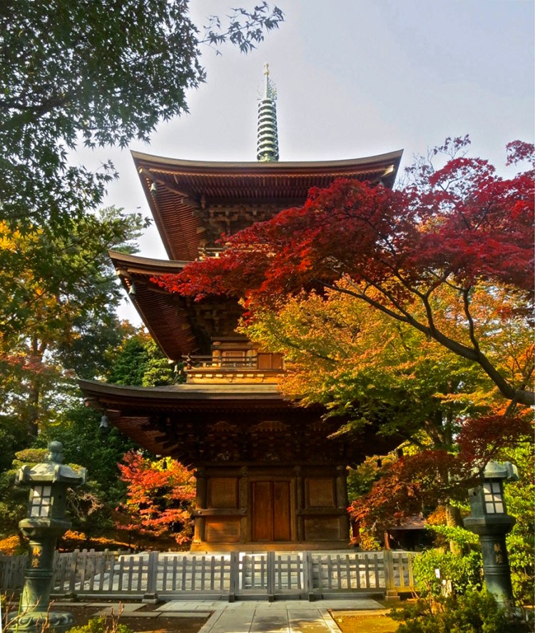 Autumn leaves surrounding the Gotokuji Temple pagoda
