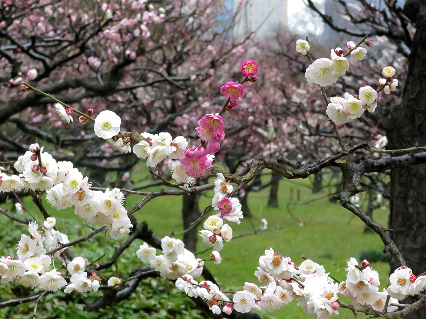 Plum blossoms at Hama Rikyu Teien
