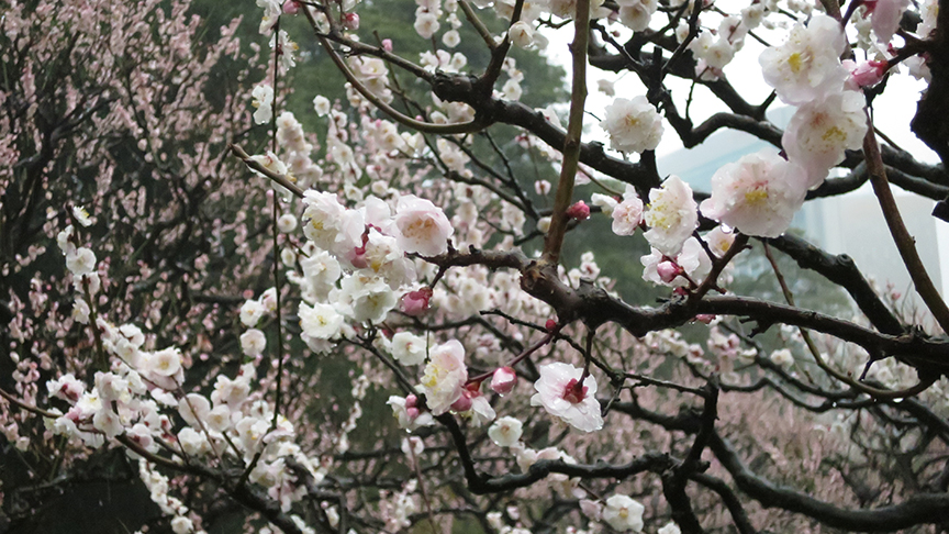 Plum blossoms at Hama Rikyu Teien