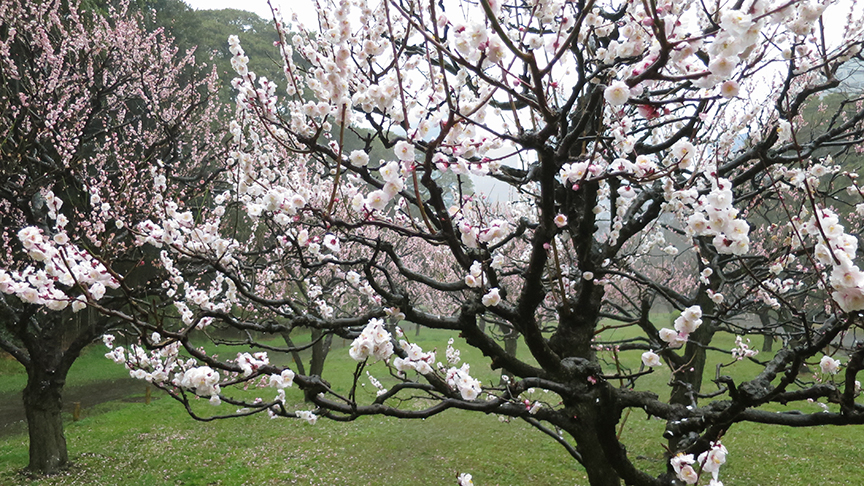 Plum blossoms at Hama Rikyu Teien