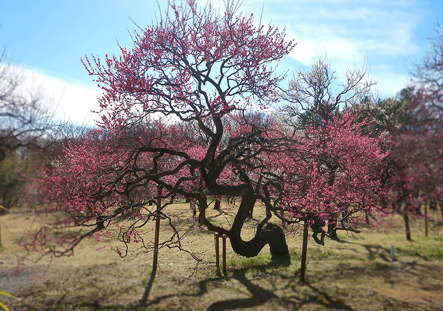Plum blossoms at Jindai Botanical Garden