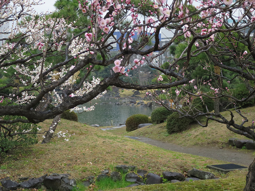Plum blossoms at Kyu Shiba Rikyu Teien