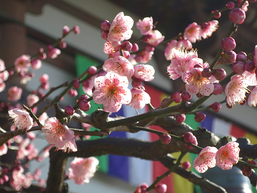 Plum blossoms at Nishiarai Daishi