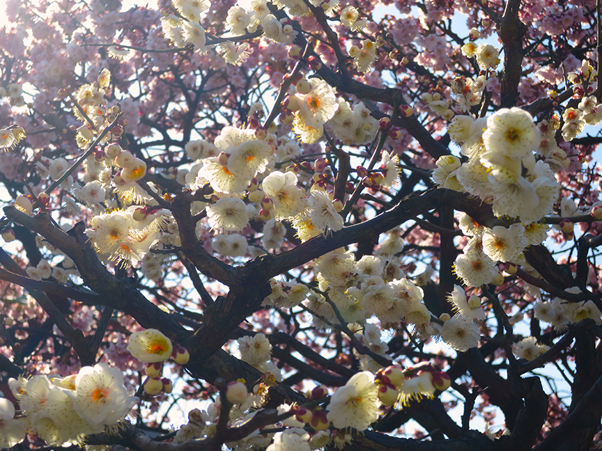 Plum blossoms at Nishiarai Daishi