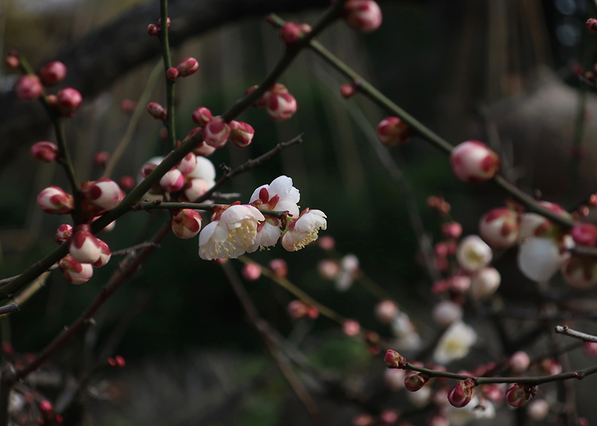 Plum blossoms at Ikegami Honmonji Baien