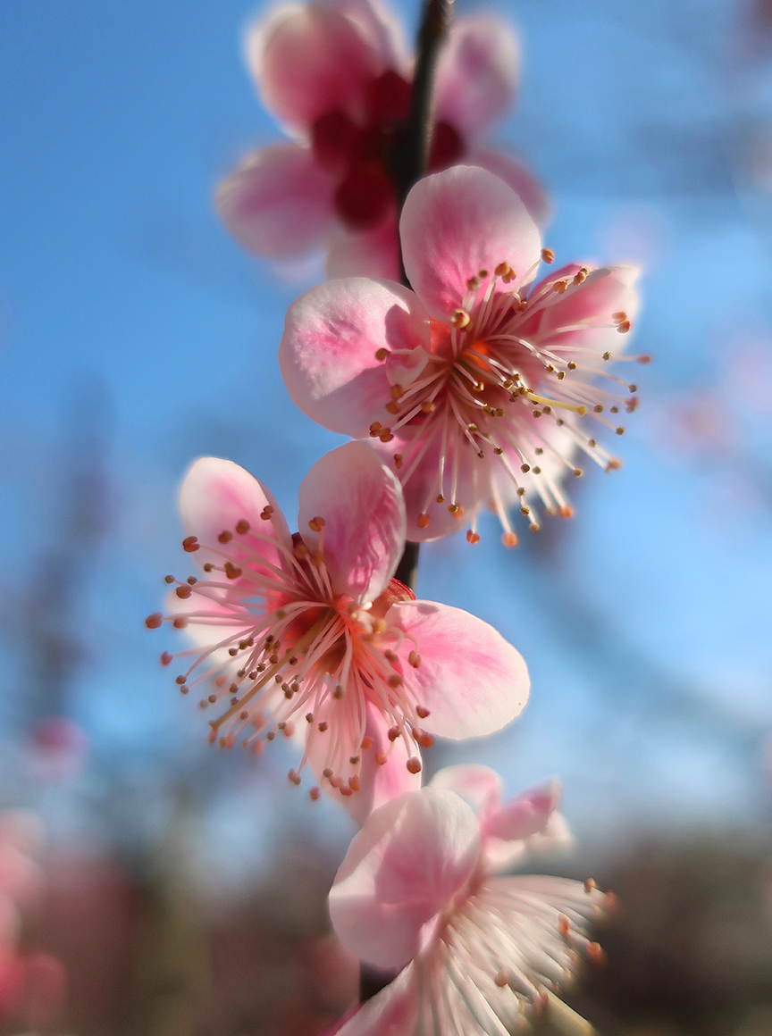 Plum blossoms at Jindai Botanical Garden