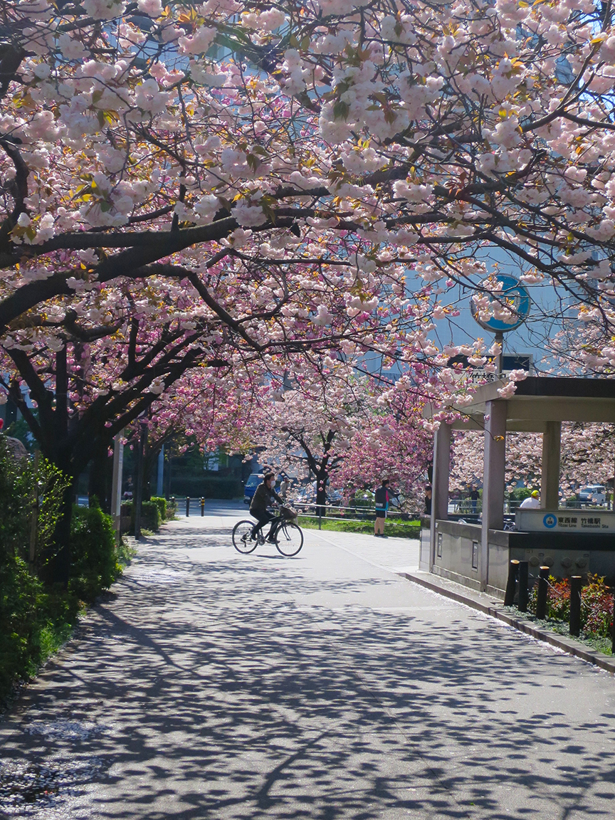 Outside Takebashi Station, a lovely cluster of late-blooming trees turns the walkway into a fairytale wonderland.