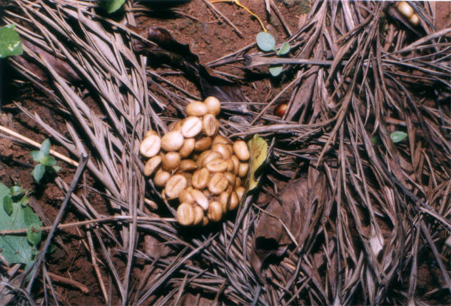 The poop in its native habitat. You're welcome.