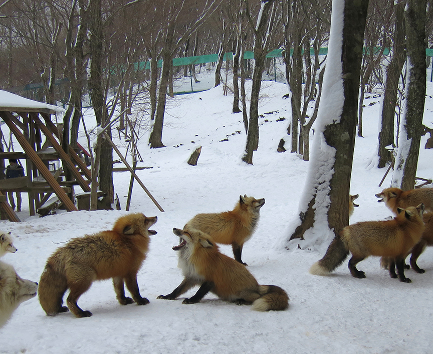 I choose to believe these foxlings were not trashtalking my ugly snow boots