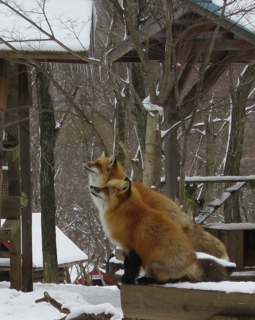 FoxVillage18