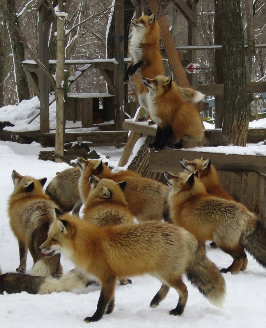 And this crafty one really knew how to play to the crowd