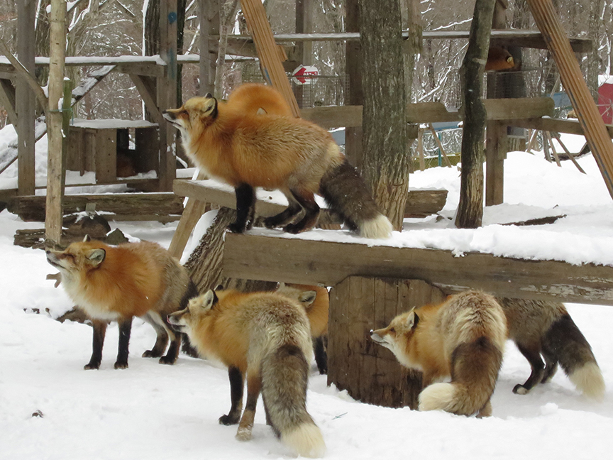 In the winter, they're at their fattest and furriest!