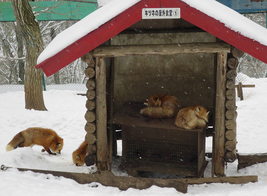 FoxVillage36