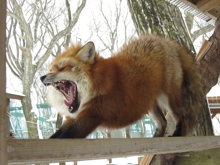 FoxVillage38