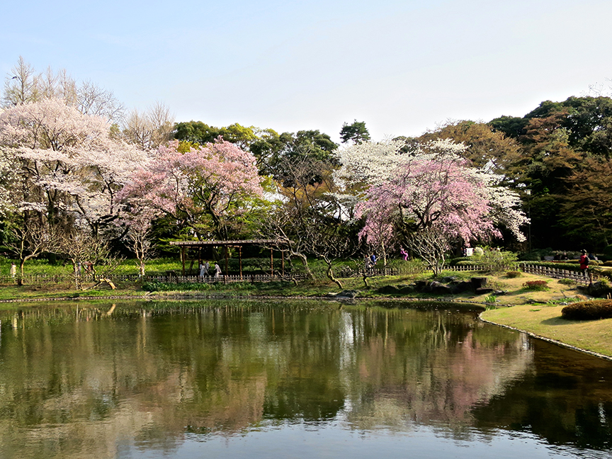 SPOT #5: The Ni-no-Maru Garden inside the moat has both early and late blooming trees, plus a nice reflecting pond