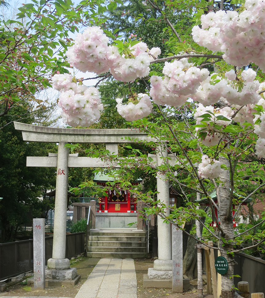 SPOT 3#: There's a particularly beautiful kind of late blooming cherry at the Tomioka Shrine.
