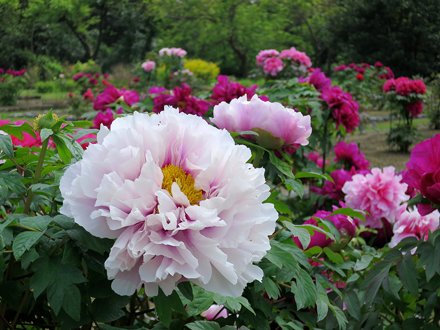 Haha-rikyu's peony garden is always uncrowded, and laid out among orderly paths for easy picture taking