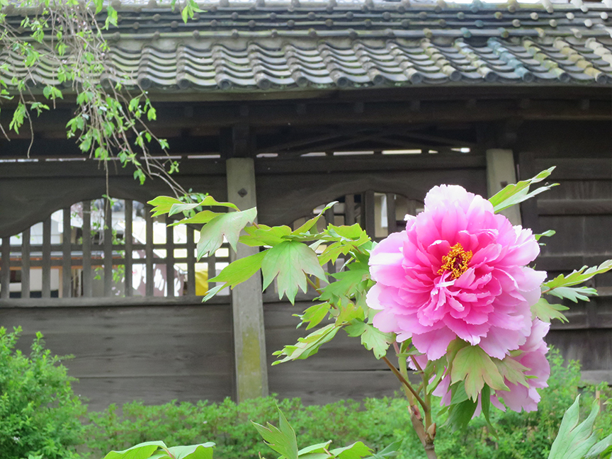 There are several peony gardens dotted around the temple grounds, so don't stop exploring after you see the main one!