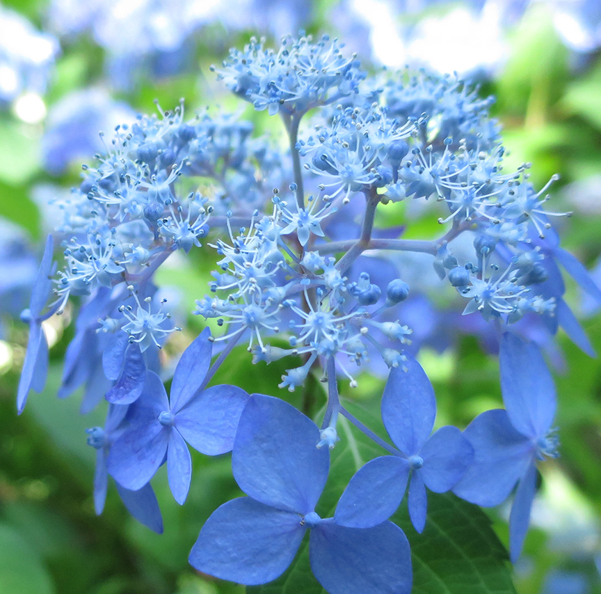 When you look at them up close, they have a completely different complex beauty.