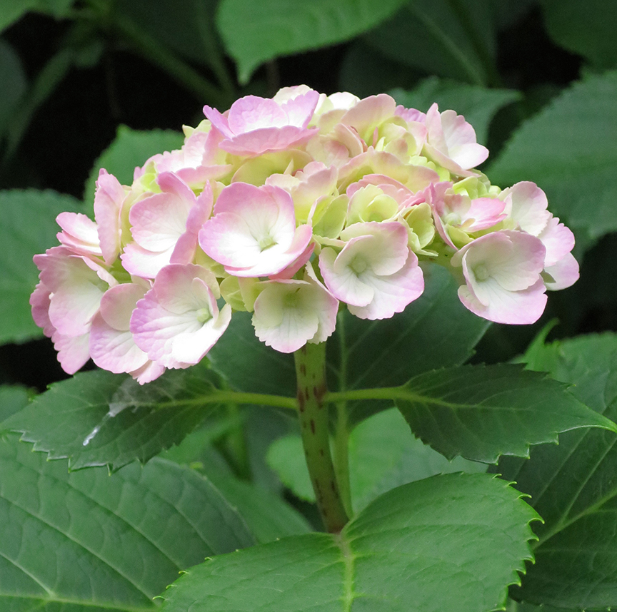 Of course, there ARE pink ones, but even those manage to have elegantly lust-worthy pinked edges...