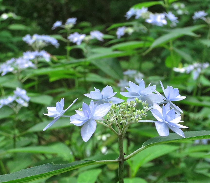 Like little origami flowers, for example.