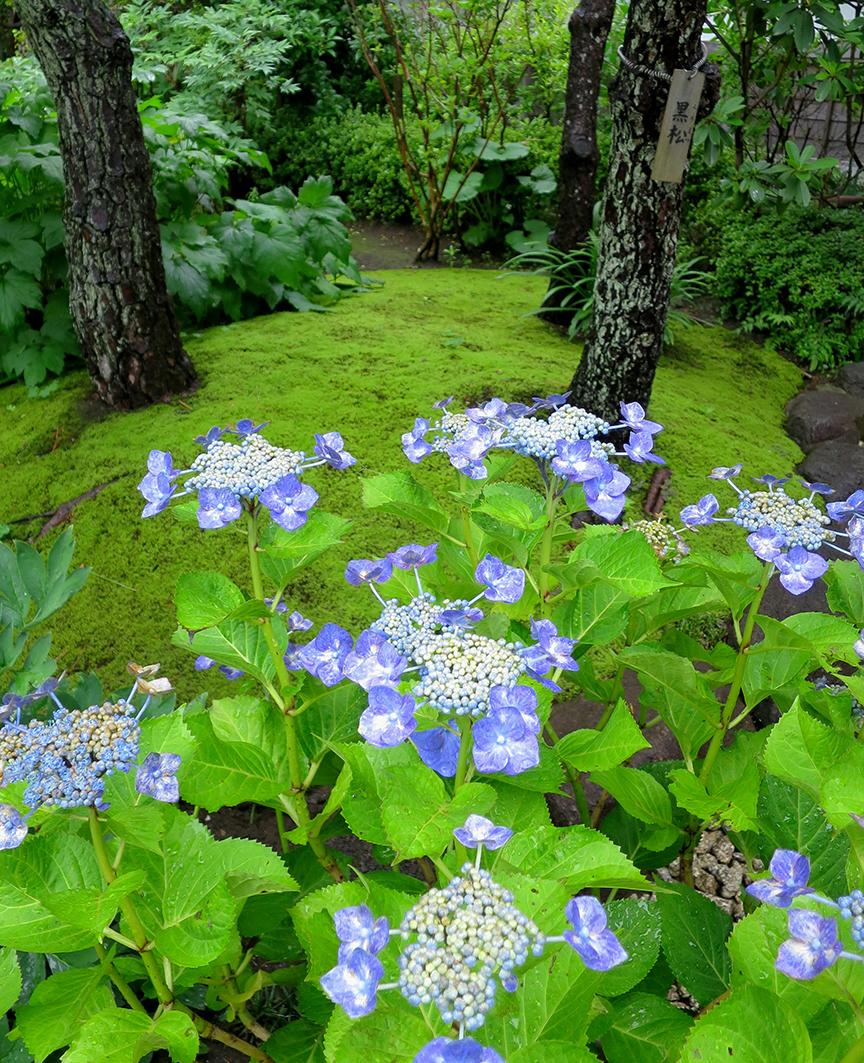 And in Japan, they bloom during the peak of Moss Season, thus making the eye candy element almost unbearable.