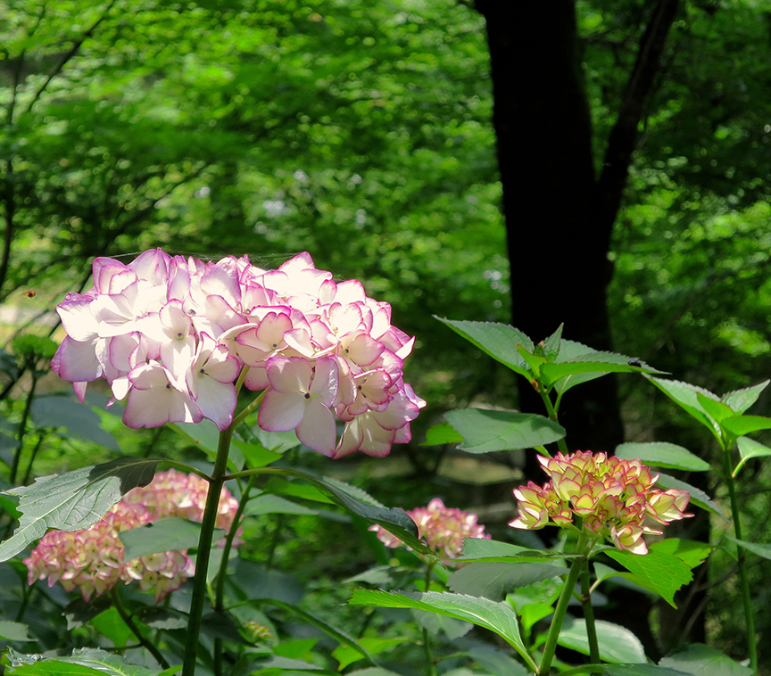 ...or MY FAVORITE: have brilliant picotee edges