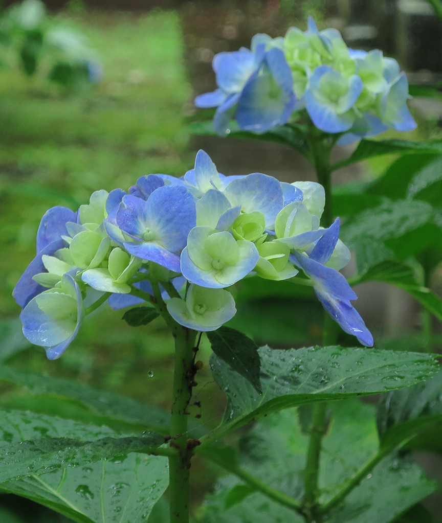 Typical Japanese hydrangeas are blue. And not a namby-pamby blue, either. I mean, Japanese hydrangeas : American hydrangeas = a French baguette fresh from the oven eaten on the banks of the Seine as the sun rises : Wonder Bread. If you know what I mean.
