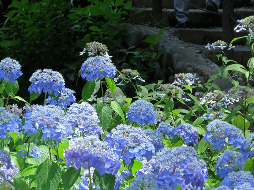 But it's not only that they're blue...