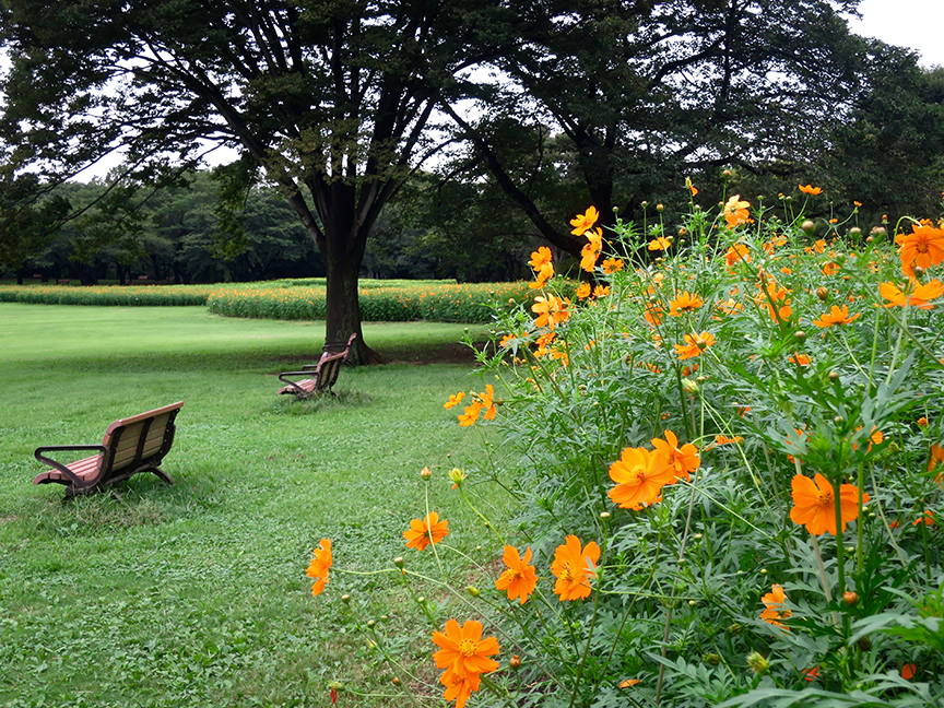 The cosmos season at this park last from mid-September to mid-October, starting with these orange ones (mid- to late-September)