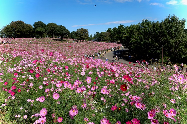 Fields of blooming pink and purple cosmos flowers at Showa Kinen Park