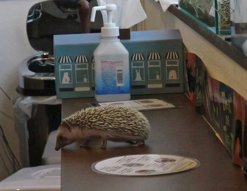 You are not allowed to let them roam freely – only the staff is allowed to let this happen