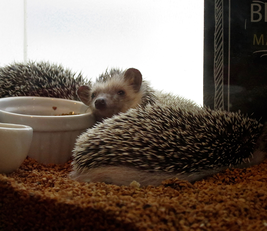 One slight drawback: hedgehogs are naturally nocturnal, which means that some are not as eager to be played with as they might be at, say midnight