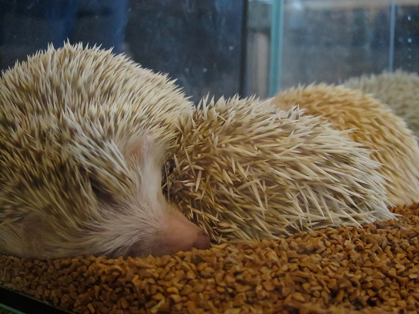 Well, snuggle might not be quite the right word. As you can see, that's not fur – those are spines