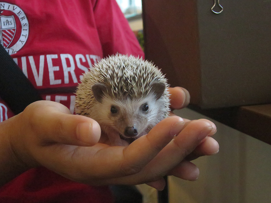 And if you absolutely can't leave without a hedgehog of your own...