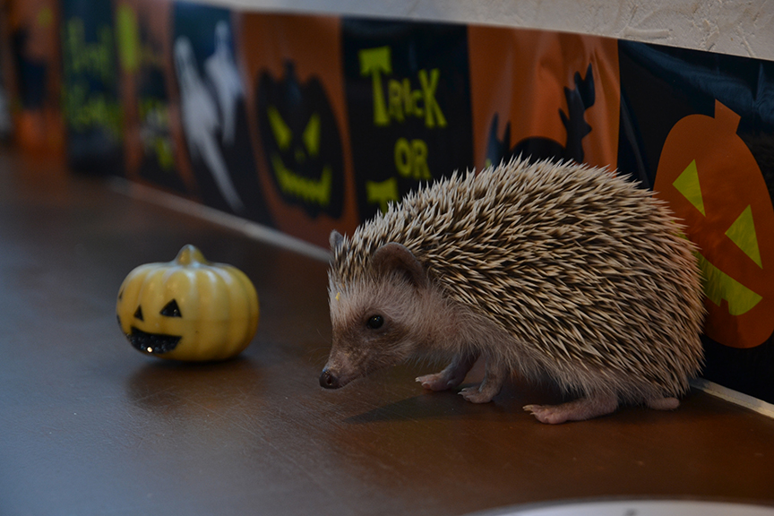 Or doing its best pumpkin imitation