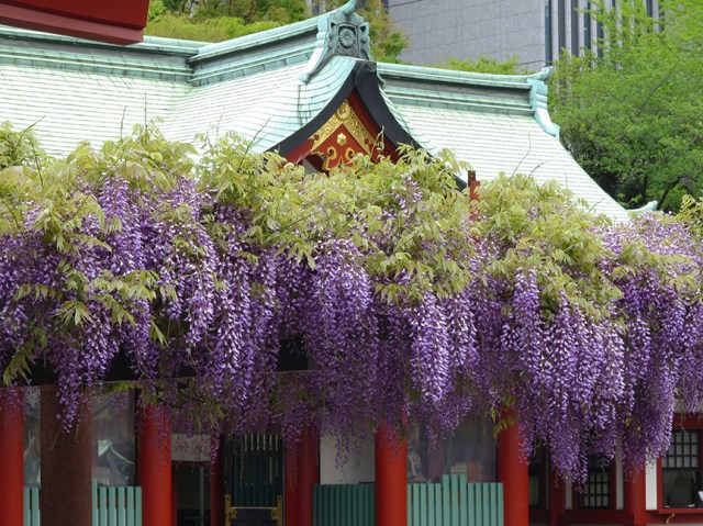 wisteria climbing plants Chinese Wisteria main image 0