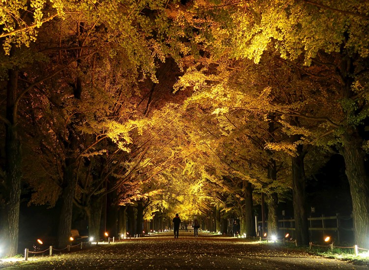 Alley of gingko trees with autumn leaves lit up at night at Showa Kinen Park