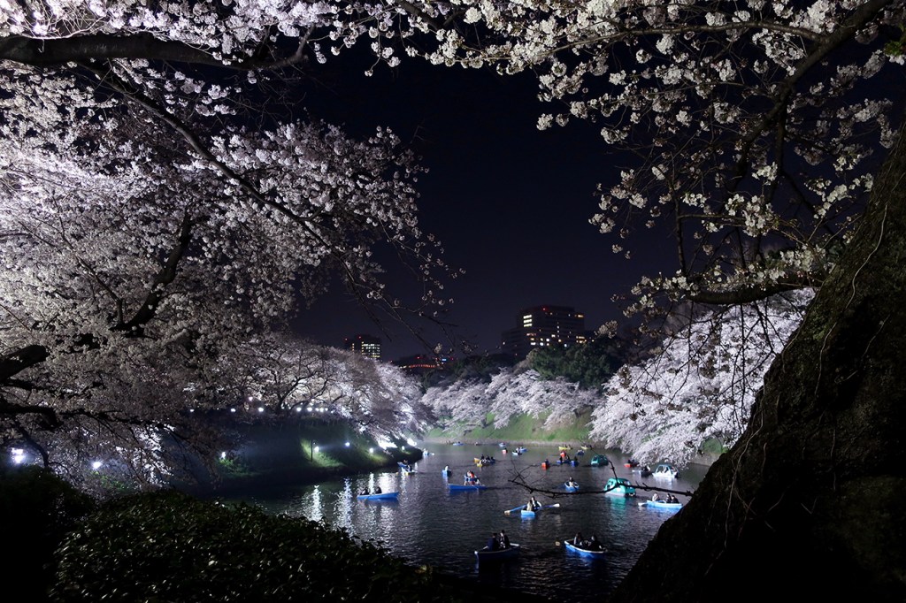 Cherry trees in full bloom at Imperial Palace Moat Chidorigafuchi lit up at night with boats