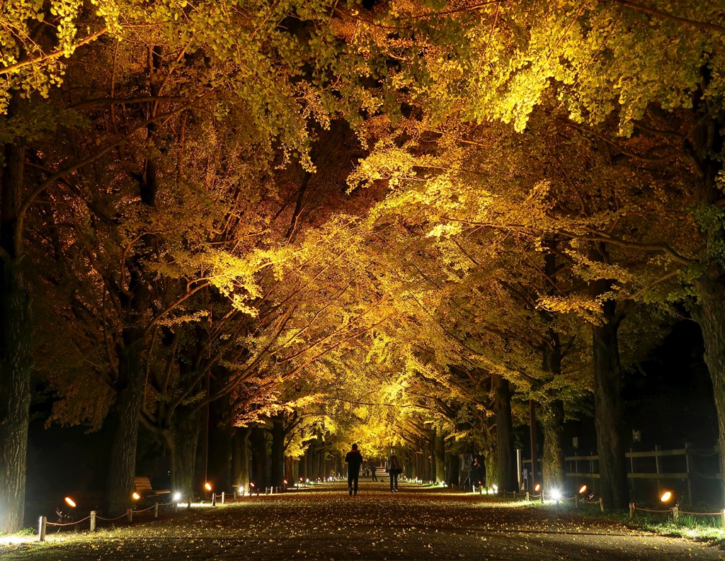Ichou namiki ginkgo trees with autumn leaves lit up at night at Showa Kinen Park