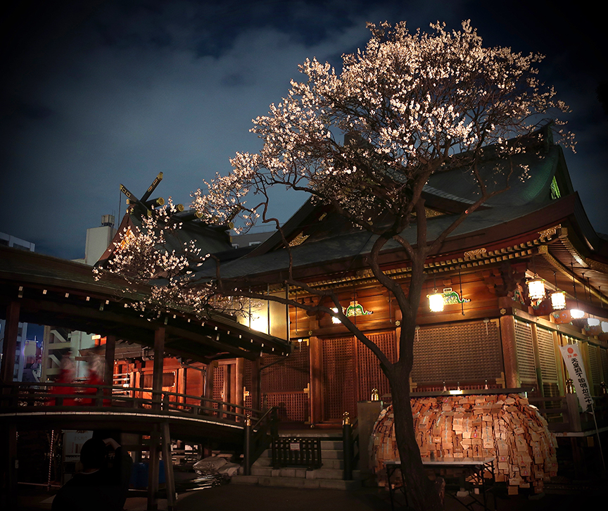 Plum trees lit up at night at Yushima Tenjin shrine