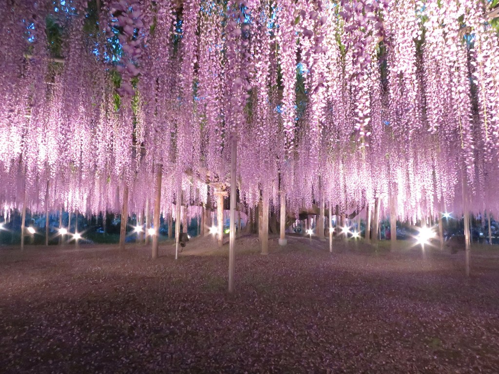 Giant blooming wisteria lit up at night at Ashikaga Flower Park