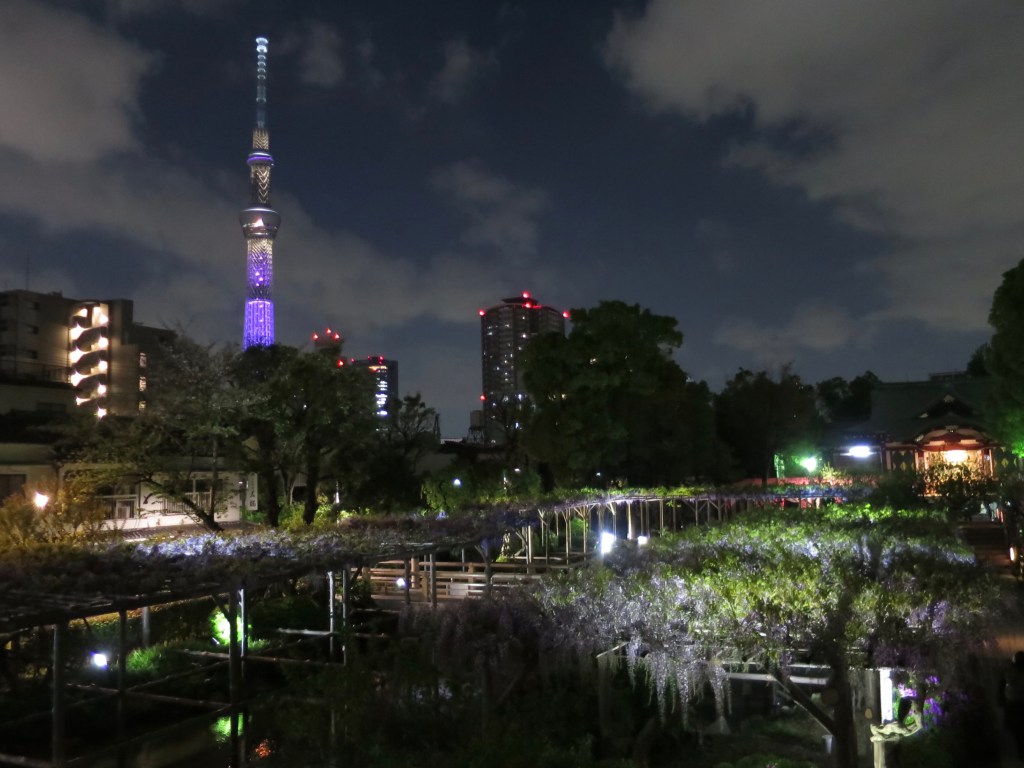 Wisteria lit up at night at Kameido Tenjin shrine with purple Skytree