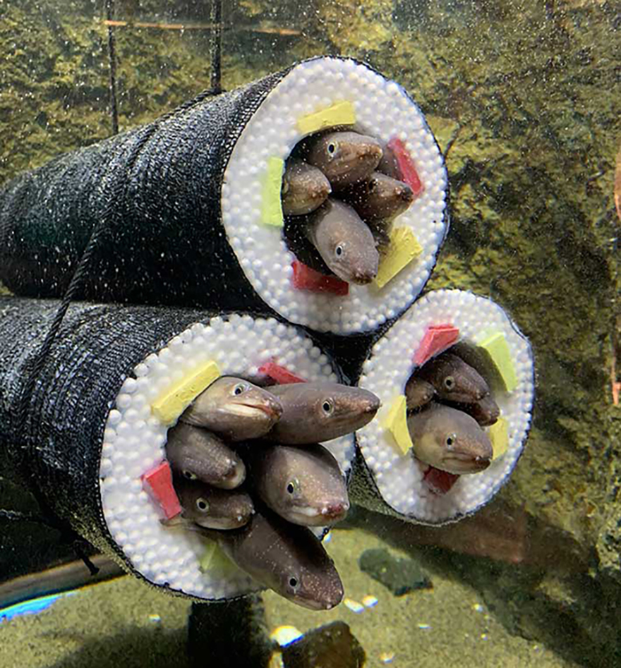 Live eel sushi rolls – Only In Japan