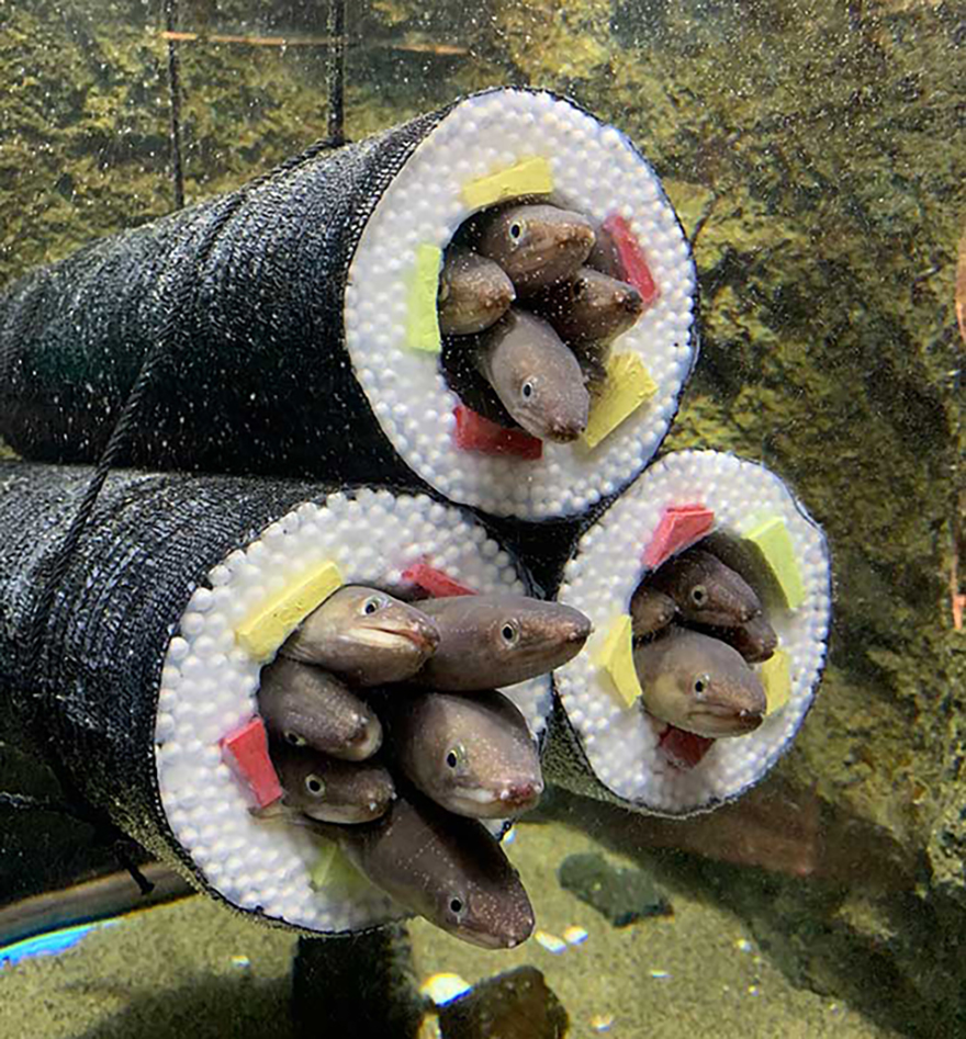 Live eel sushi rolls