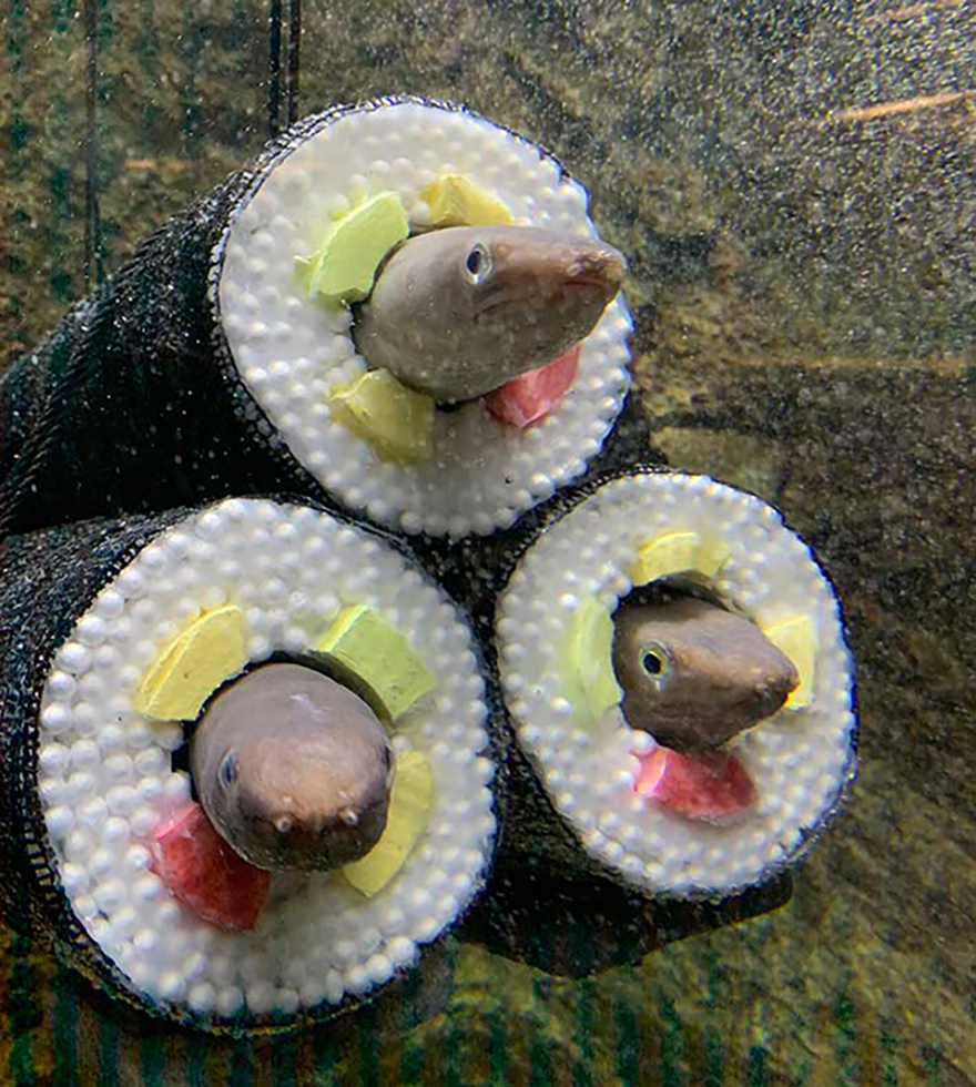 Live eel sushi rolls