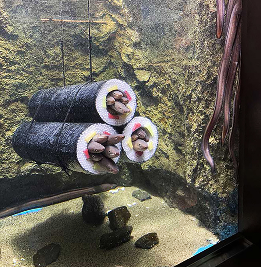 Live eel sushi rolls
